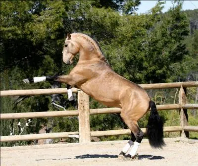 Quelle est la race de ce cheval ?