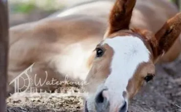 Quiz Poneys