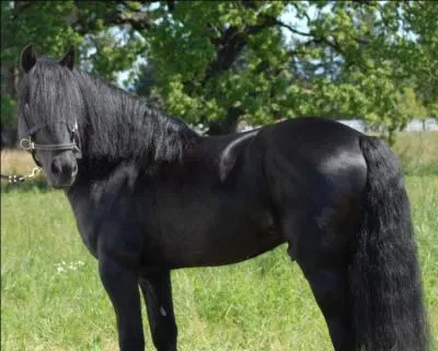 Ce poney est une race proche d'un autre poney anglais, il est charpenté pour l'attelage et est un poney très grand. Il était très souvent utilisé dans les mines.