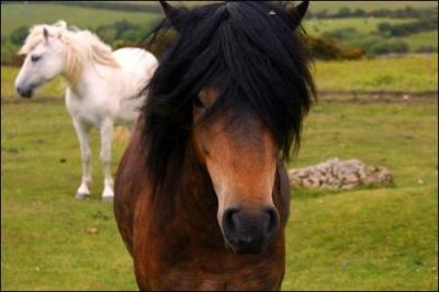 Un poney principal des îles britanniques et de taille B, ce poney est une race qui menace de disparaître de son berceau originel.