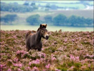 Cette race de poneys est une race qui est la plus vieille au monde, parmi les poneys et les chevaux. Sa tête est très ressemblante à un autre poney anglais. Il possède une robe tout le temps ou presque pangarée et une 7e molaire ce qui fait de cette race l'unique à la posséder .