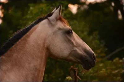 Ce poney est un poney assez connu, il est particulièrement présent en Irlande son berceau natal et en France, ces deux pays possèdent le cheptel le plus important au monde de cette race. Ce poney n'est pas très original, il peut se revêtir de beaucoup de robes. Ces poneys sont utilisés pour à peu près toutes les disciplines.