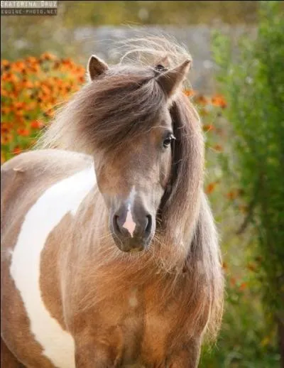 Ce poney est un poney très connu, il est très présent en France. Il est écossais et se trouve être un poney très affectueux et petit mais il en reste néanmoins vaillant et possède souvent un bon petit caractère.