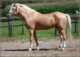 Cette race de poney est assez récente, elle date de 1969. Les poneys en France de cette race sont encore assez rare malgré leur utilisation assez facile à la monte. Cette race est une race très facile à obtenir car elle peut-être obtenu avec différents croisement. C'est un poney assez amusant car il ressemble à un mini cheval. Quelques poney de cette race sont très bons en saut.