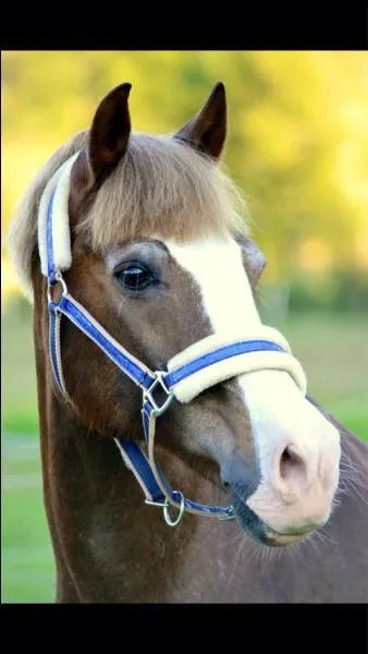 Ce poney est une race originale car elle présente 4 sections de tailles , A B C D, ils possèdent une tête très reconnaissable.
