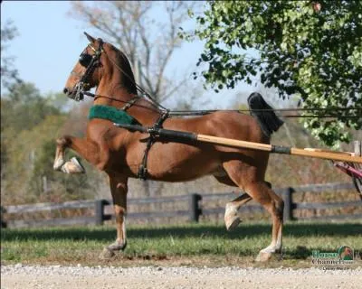 Cette race de poney est très amusante et très reconnaissable, elle est le modèle réduit d'une célèbre race, elle présente une morphologie de carrossier, et un trot très caractéristique.