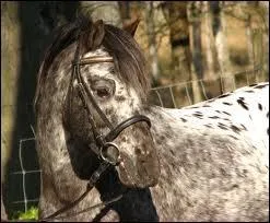 Poney très très rare, cette race se revêt d'une robe unique car seulement 800 existent dans le monde .
