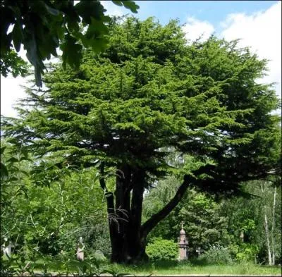 Quelle est la traduction anglaise de ce nom commun :  cdre  ?