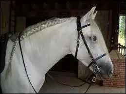 Comment sont coiffes les femelles lors des concours ?