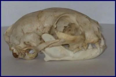 A quel animal appartient ce crne ?