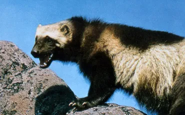 Quiz Mustelides