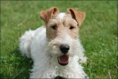 Le fox-terrier pse et mesure adulte  peu prs :