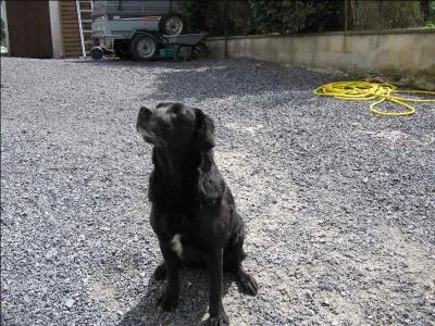 Le chien est une sous-espce du :