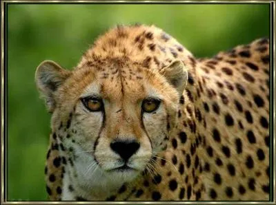 Quel est cet animal ?