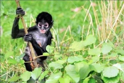 Quel est cet animal ?