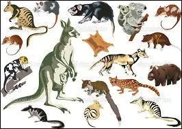 Où vivent les marsupiaux ?