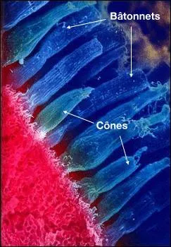 Quelles sont les cellules responsables de la vision colore du jour ?