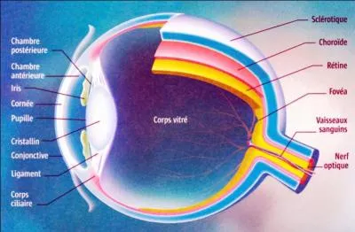 Sur quelle membrane de l'oeil sont situs les photorcepteurs ?