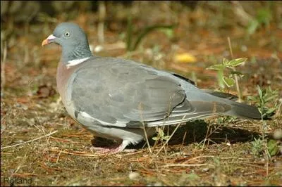 Dans la vie, il peut arriver que l'on passe pour un ... ... !