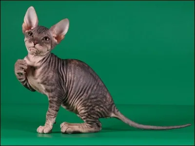 Quelle race de chat est "rasée" sur tout le corps ?