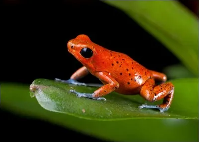 Quel cri fait la grenouille ?