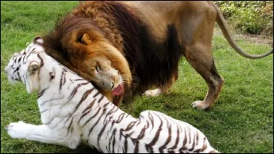 Comment se nomme le petit du lion et de la tigresse ?