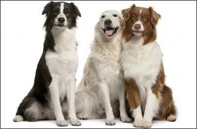 Quelle est la plus grosse race de chien ?