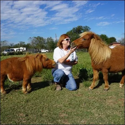 Quelle est la plus petite race de cheval ?
