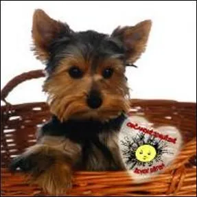 Quelle est cette race de chien ?