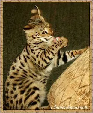 Un chat domestique et une femelle serval cela donne ?