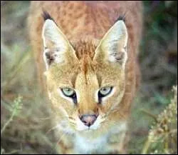Un mle serval et une femelle caracal cela donne ?