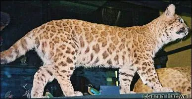 Un mle puma et une femelle lopard cela donne ?