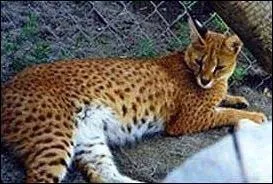 Un mle caracal et une femelle serval cela donne ?