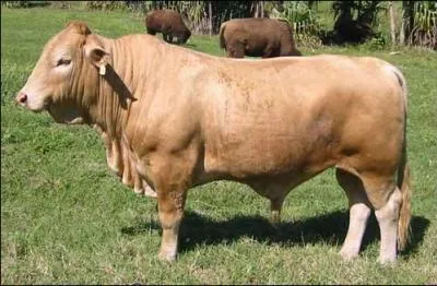 Un bison (ou un taureau) et une vache (ou une bisonne) cela donne ?