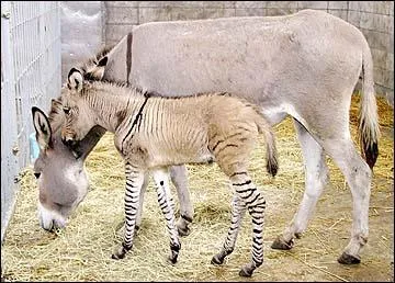 Un ne et une femelle zbre cela donne ?