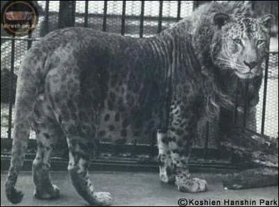 Un lopard et une lionne cela donne ?