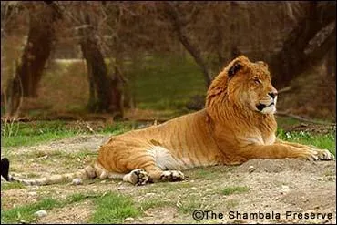 Un lion et une tigresse cela donne ?