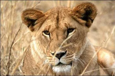 Les oreilles de la lionne sont plutt :