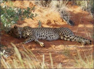 Lequel de ces gupards n'existe pas ?