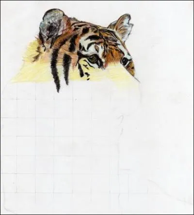 Les oreilles du tigre ont une forme plutt :