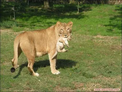 Quelle est la vitesse maximale des lionnes ?
