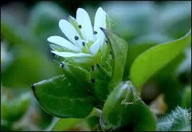  Son arme tait compose de vingt-deux nations diffrentes, qui avaient chacune une langue particulire, et il les savait toutes, en sorte qu'il n'avait pas besoin de truchement pour leur parler , qu'entend-on par le terme  truchement  ?