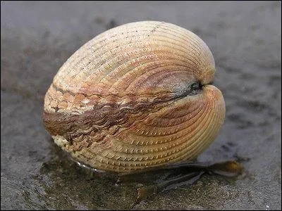  Au loin, les marteaux des calfats tamponnaient des carnes , qu'entend-on par  carnes  ?