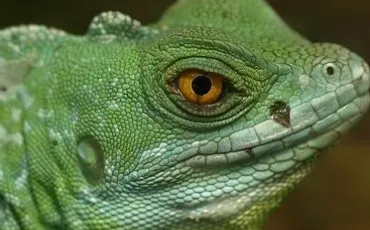 Quiz Reptiles