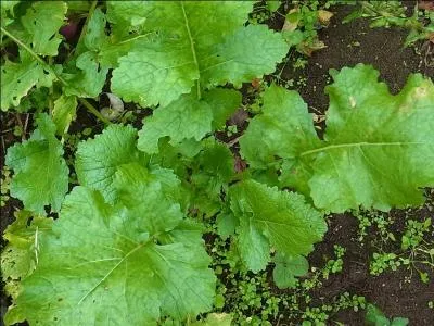 Quelles sont ces feuilles ?