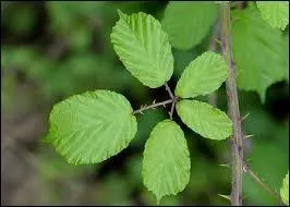 Quelles sont ces feuilles ?