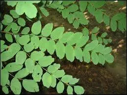 Quelles sont ces feuilles ?