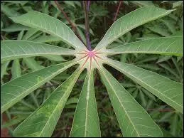 Quelle est cette feuille ?