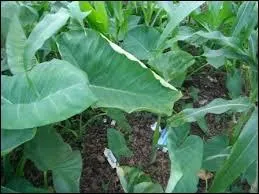 Quelles sont ces feuilles ?