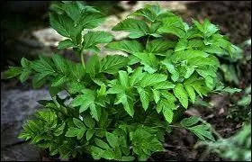 Quelles sont ces feuilles ?